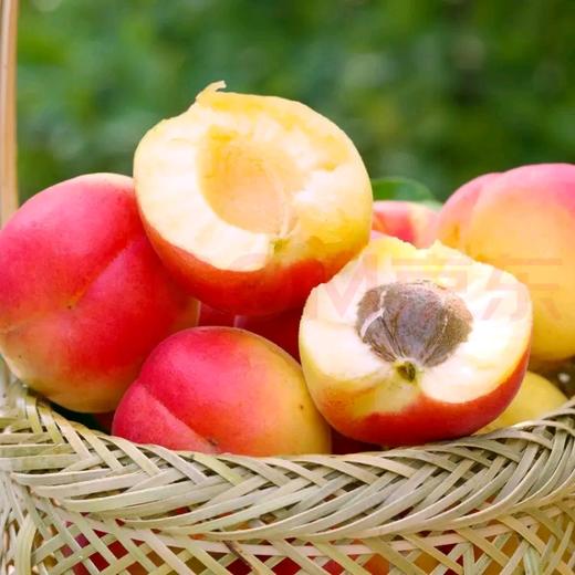 陕西大荔新鲜胭脂红杏 水果贵妃杏4斤装 商品图0