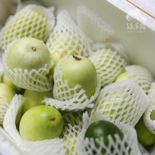 生态水果黄瓜（金童玉女）| 合作生产*  Ecological Fruit cucumber | Coproduction 商品图8