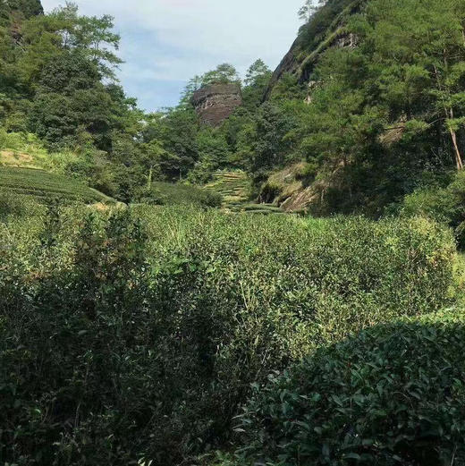 碧石岩水仙 商品图5