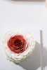 洛神玫瑰 商品缩略图5