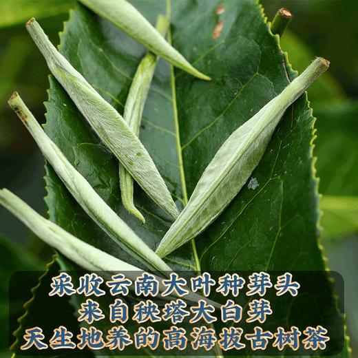 2022春茶《大白芽》白毫银针单芽白茶饼一口料357g/饼 商品图1