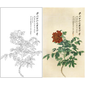张大千竖幅工笔花鸟白描底稿-《照殿红》-多种白描尺寸可选-QD27
