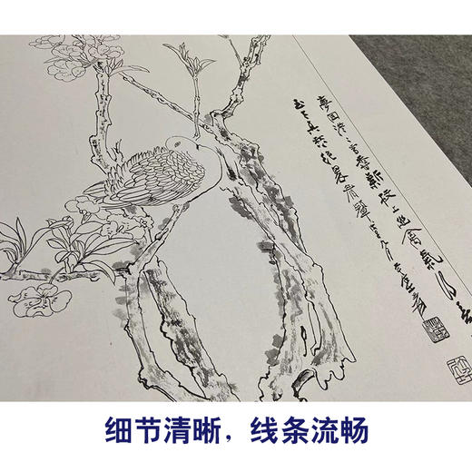 张大千竖幅工笔花鸟白描底稿-《幽禽图》-多种白描尺寸可选-QD38 商品图4