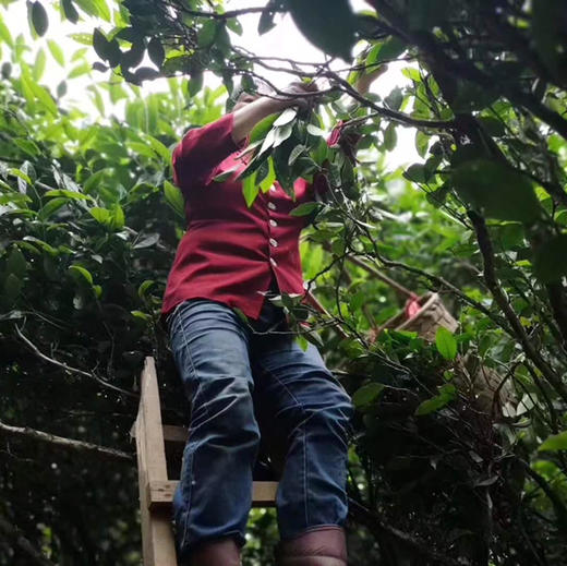 正岩老枞水仙 武夷岩茶金条礼盒装 商品图6