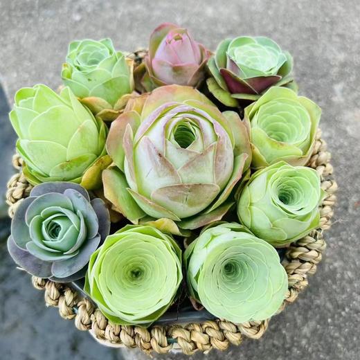 【520】松阳山地玫瑰，送给喜爱植物的你 商品图0