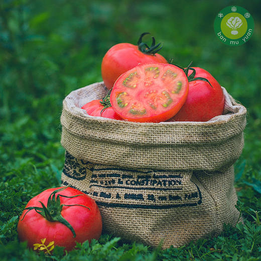 新疆半亩园初恋有机番茄 商品图2