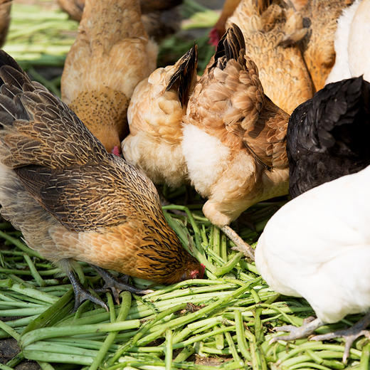【谷宝农匠】生态散养365天以上土鸡  1.8斤以上 商品图3