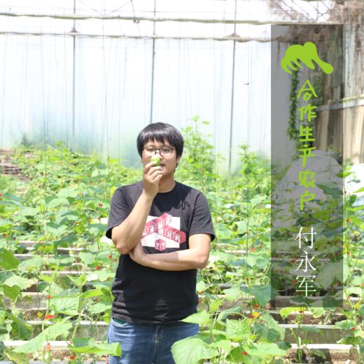 生态水果黄瓜（金童玉女）| 合作生产*  Ecological Fruit cucumber | Coproduction 商品图1
