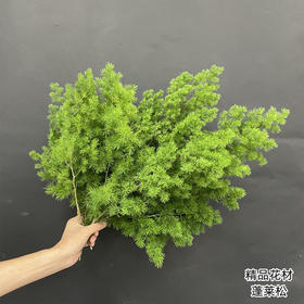 蓬莱松配花配草5支