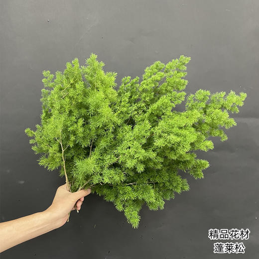 蓬莱松配花配草5支 商品图0