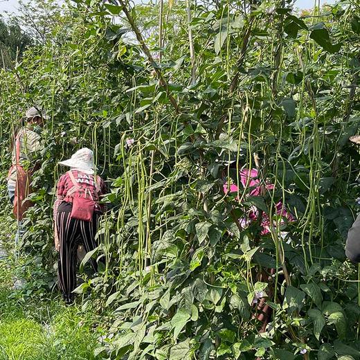 云南耿马孟定露天长豆角！豆中上品，无筋脆嫩 商品图7