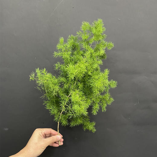 蓬莱松配花配草5支 商品图3