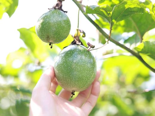 蜂蜜百香果 商品图4