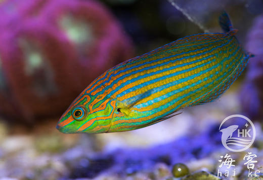 八线龙 商品图0