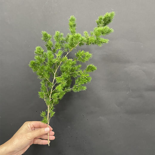 蓬莱松配花配草5支 商品图4