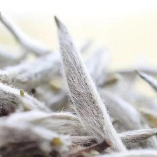 白茶丨绿雪芽 2021年 正方罐 白毫银针 500g 商品图2