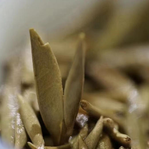 白茶丨绿雪芽 2021年 正方罐 白毫银针 500g 商品图5