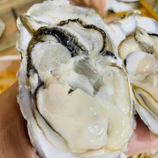乳山生蚝，4斤55元。净重 实图 空运保鲜 10点前下单当天送达，三倍体 商品图1