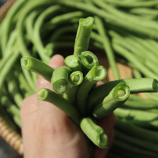 云南耿马孟定露天长豆角！豆中上品，无筋脆嫩 商品图1