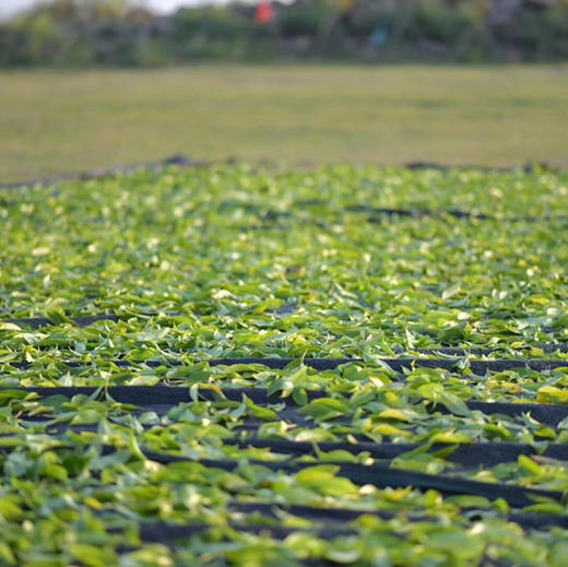 开工福利 凤凰夜来香 商品图6