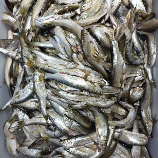 野生小白条 商品图0