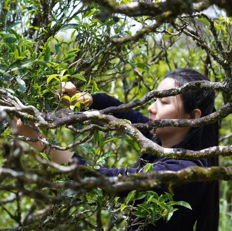 开工福利 凤凰夜来香 商品图5