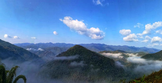 云崖仙姝 高海拔 原始森林 东方美人茶 超凡脱俗 商品图4