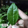2018老君眉 武夷岩茶 商品缩略图1