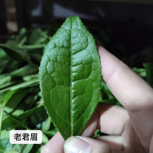 2018老君眉 武夷岩茶 商品图1