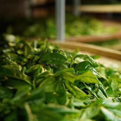 开工福利 凤凰夜来香 商品图7