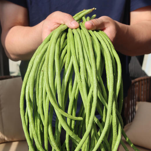 云南耿马孟定露天长豆角！豆中上品，无筋脆嫩 商品图0