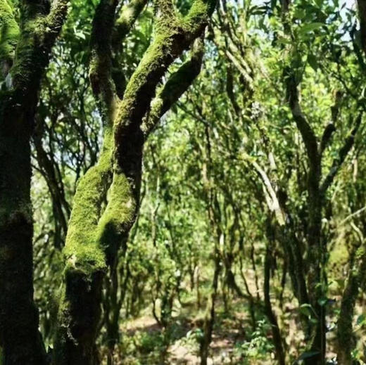 开工福利 凤凰夜来香 商品图8