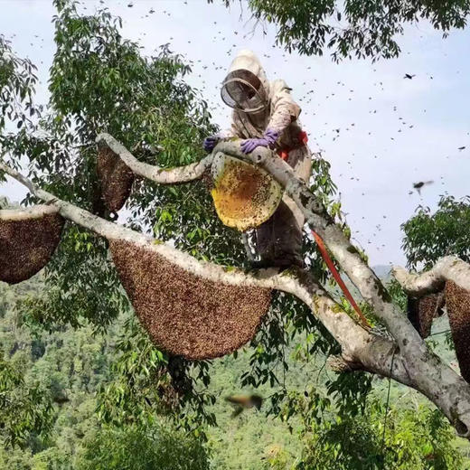 云南西双版纳雨林崖蜜 | 蜂蜜沙而绵密送姜粉 商品图4