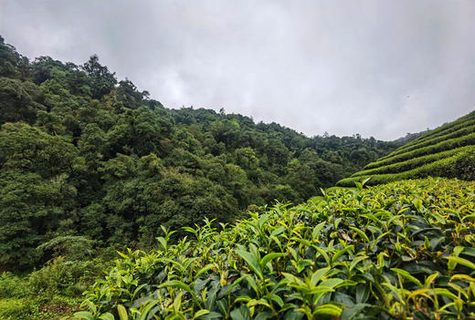 云崖仙姝 高海拔 原始森林 东方美人茶 超凡脱俗 商品图3