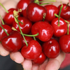 陕西生态大樱桃(2斤/箱 4斤/箱) 商品缩略图4
