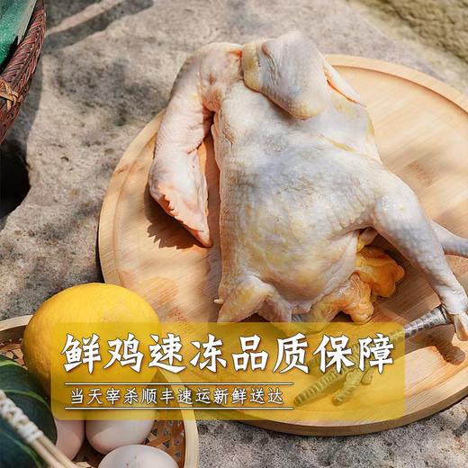 黄油老母鸡约1100g/只(上下浮动约100g) 商品图2
