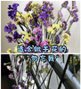 勿忘我  多色可选  约1斤/扎 商品缩略图3