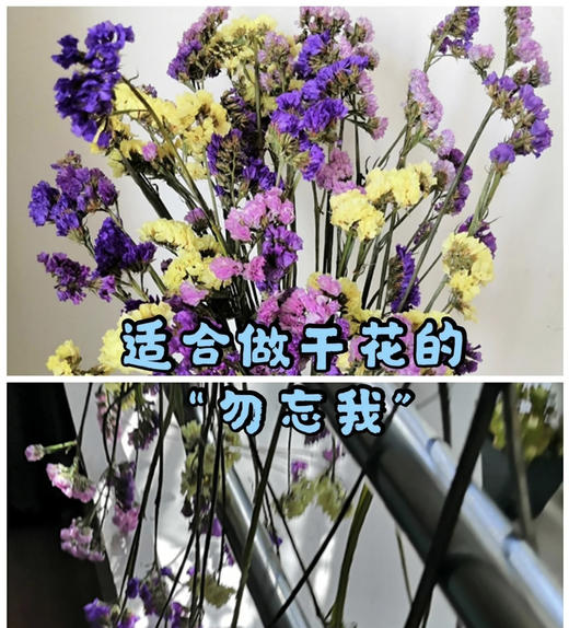 勿忘我  多色可选  约1斤/扎 商品图3