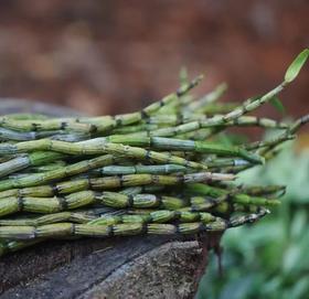 🎋铁皮石斛这样用，赶走全身上下十几种病！