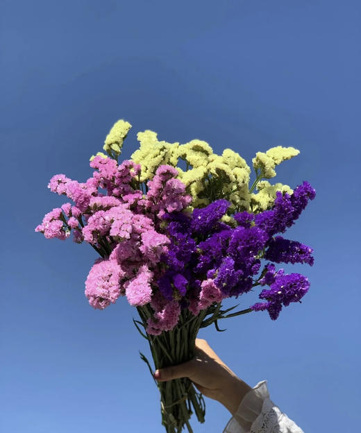 勿忘我  多色可选  约1斤/扎 商品图0