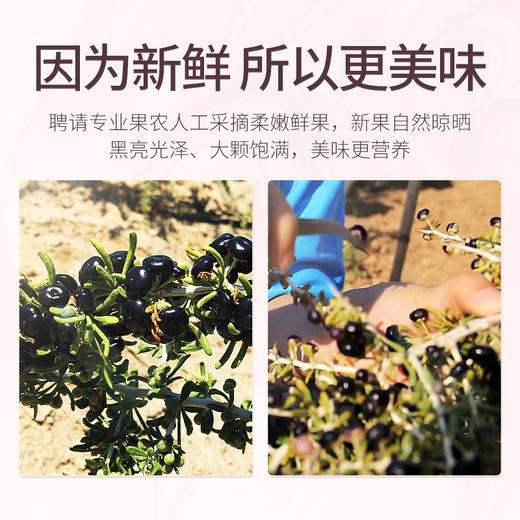 【三和甄选推荐 黑枸杞富含花青素】杞里香青海黑枸杞中大果枸杞茶泡水无添加 独立小袋礼盒装 商品图3