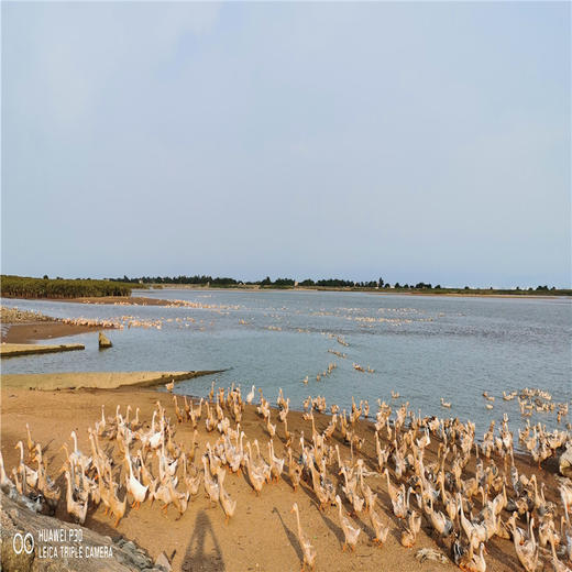 【烤海鸭蛋】香油松沙！24.9元起！ 商品图3