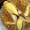 【49元/个】榴莲1个2斤左右±50克（1500929） 商品缩略图0