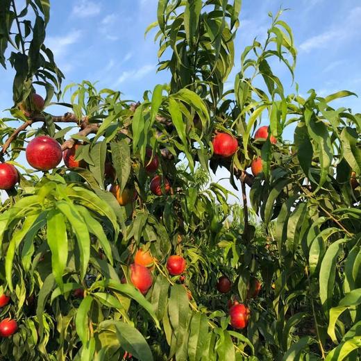 攀枝花高山露天早熟油桃4.5斤 口感实力派 商品图0