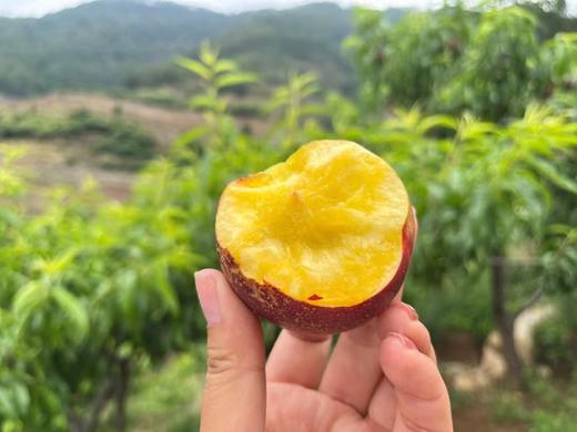 攀枝花高山露天早熟油桃4.5斤 口感实力派 商品图1
