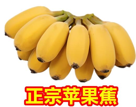 苹果蕉新鲜广西苹果香蕉粉蕉奶蕉蛋蕉9.6斤 商品图0