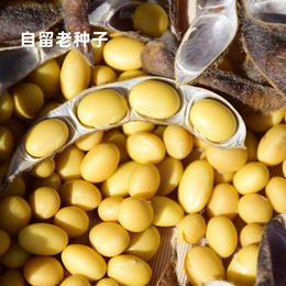 自然农耕黄豆（老种子） | 人工挑选  自然生长 喝出香醇  | 公平贸易*Natural farming soybean