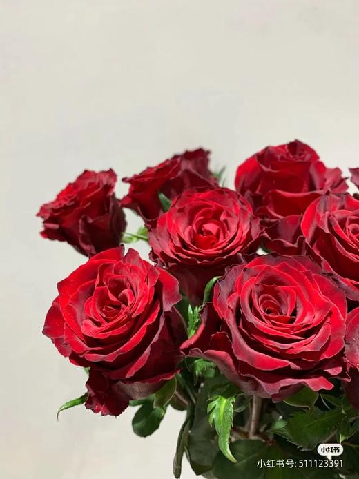 玫瑰abc级新娘传奇高原红玫昂红珍爱卡马拉混发6075cm左右