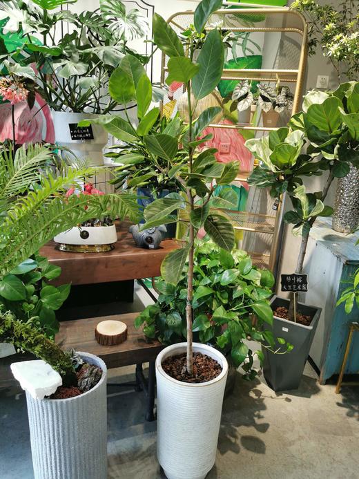 横纹白盆-富贵榕 商品图0