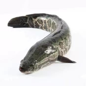 生态乌鱼 商品图0